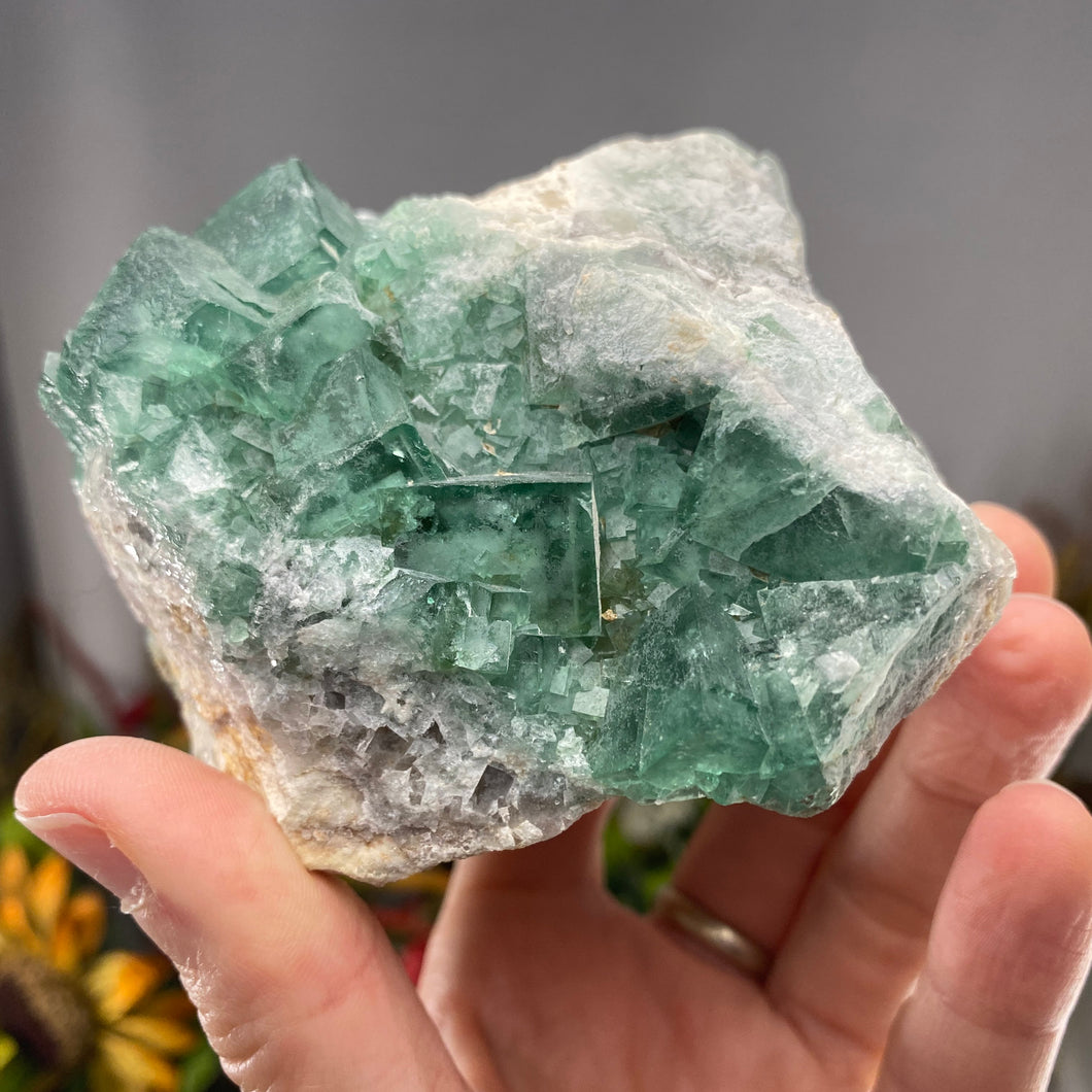 Fluorite - Gorgeous Green Fluorite with Big Cubes! C239 (UV Reacts!)