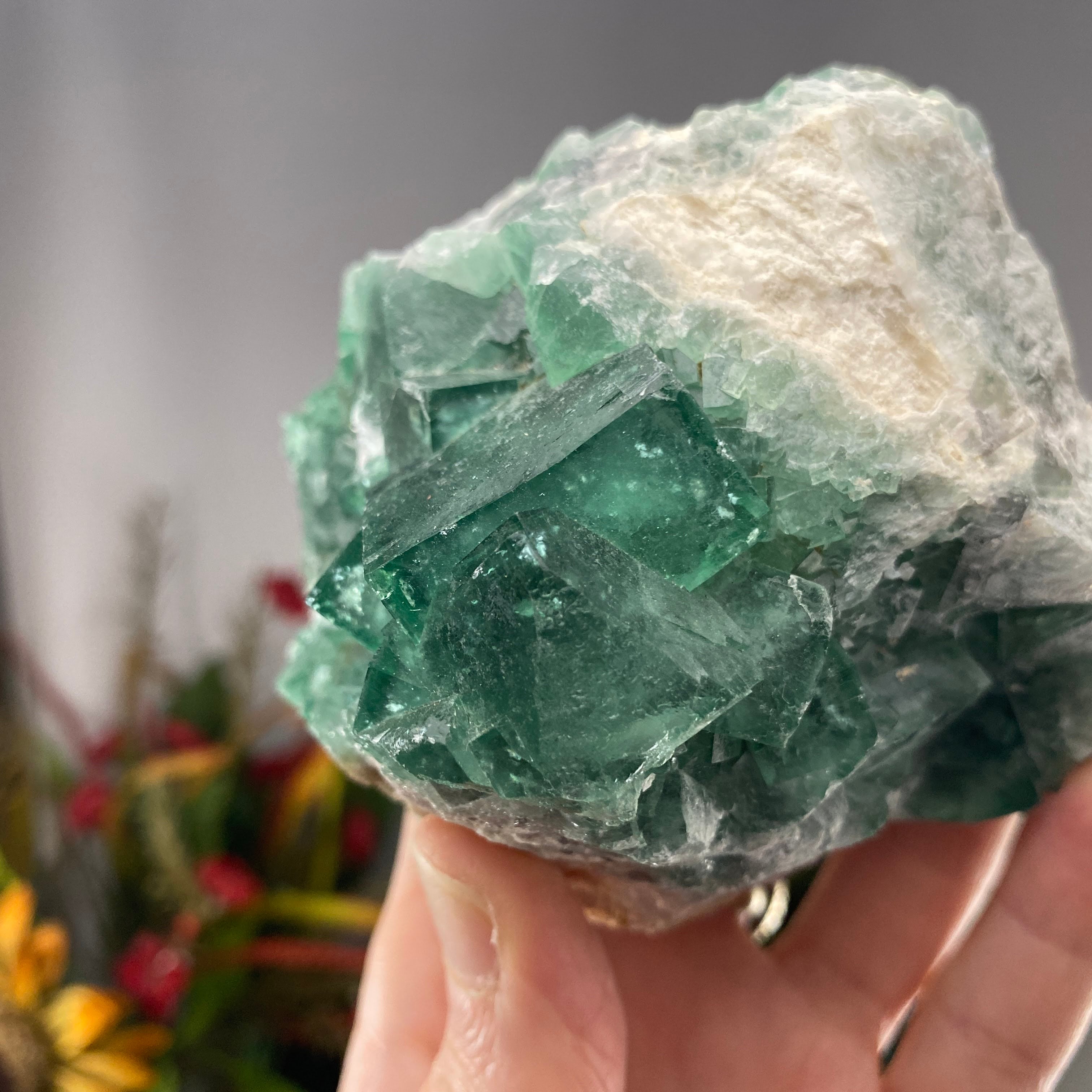 Fluorite - Gorgeous Green Fluorite with Big Cubes! C239 (UV Reacts!)