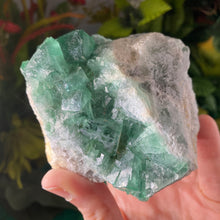 Load image into Gallery viewer, Fluorite - Gorgeous Green Fluorite with Big Cubes! C239 (UV Reacts!)