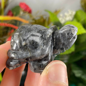 Crystal Turtle Carvings! Crazy Lace Agate, Larvikite, or Tiger Eye Turtle Carving! (price for one) C359/C360/C361