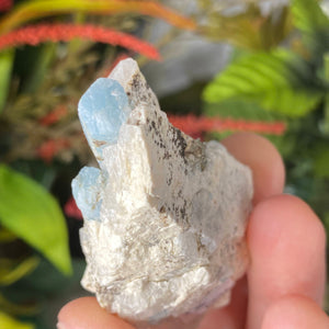 Aquamarine - Aquamarine in Matrix Specimens! (C542/ C543/ C544/ C545)