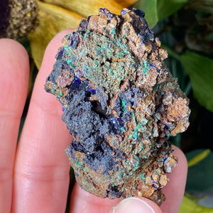 Azurite - Azurite & Azurite Malachite Mineral Specimens from Morocco! (C627/C628/C629)