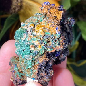 Azurite - Azurite & Azurite Malachite Mineral Specimens from Morocco! (C627/C628/C629)