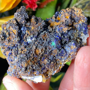 Azurite - Azurite & Azurite Malachite Mineral Specimens from Morocco! (C627/C628/C629)