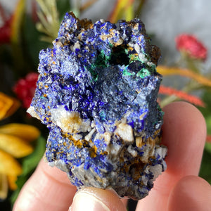 Azurite - Azurite & Malachite Mineral Specimen from Morocco! (C632)