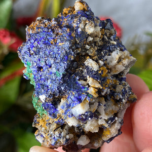 Azurite - Azurite & Malachite Mineral Specimen from Morocco! (C632)