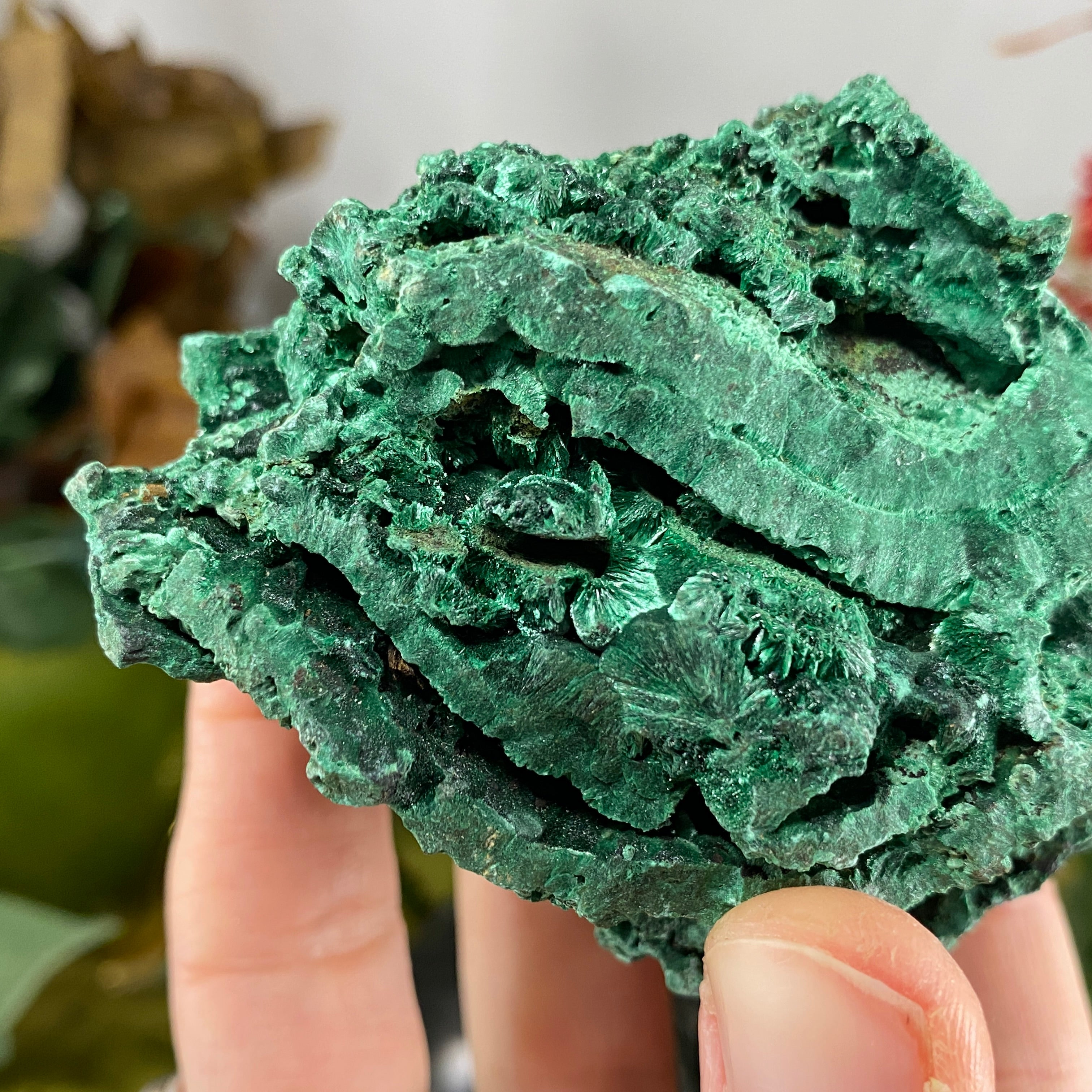 Malachite - Gorgeous Fibrous Malachite Display Specimen (C229)!