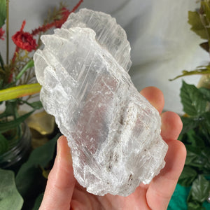 Selenite- True Selenite Mineral Specimen Big Beauty! C188