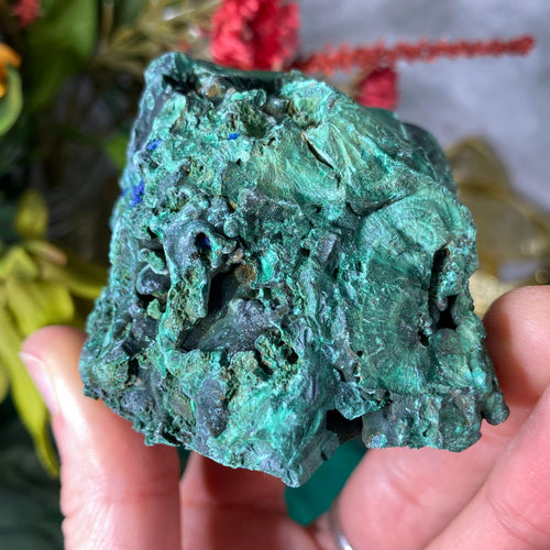 Malachite - Gorgeous Fibrous Malachite with Azurite Mineral Display Specimen (C230)!