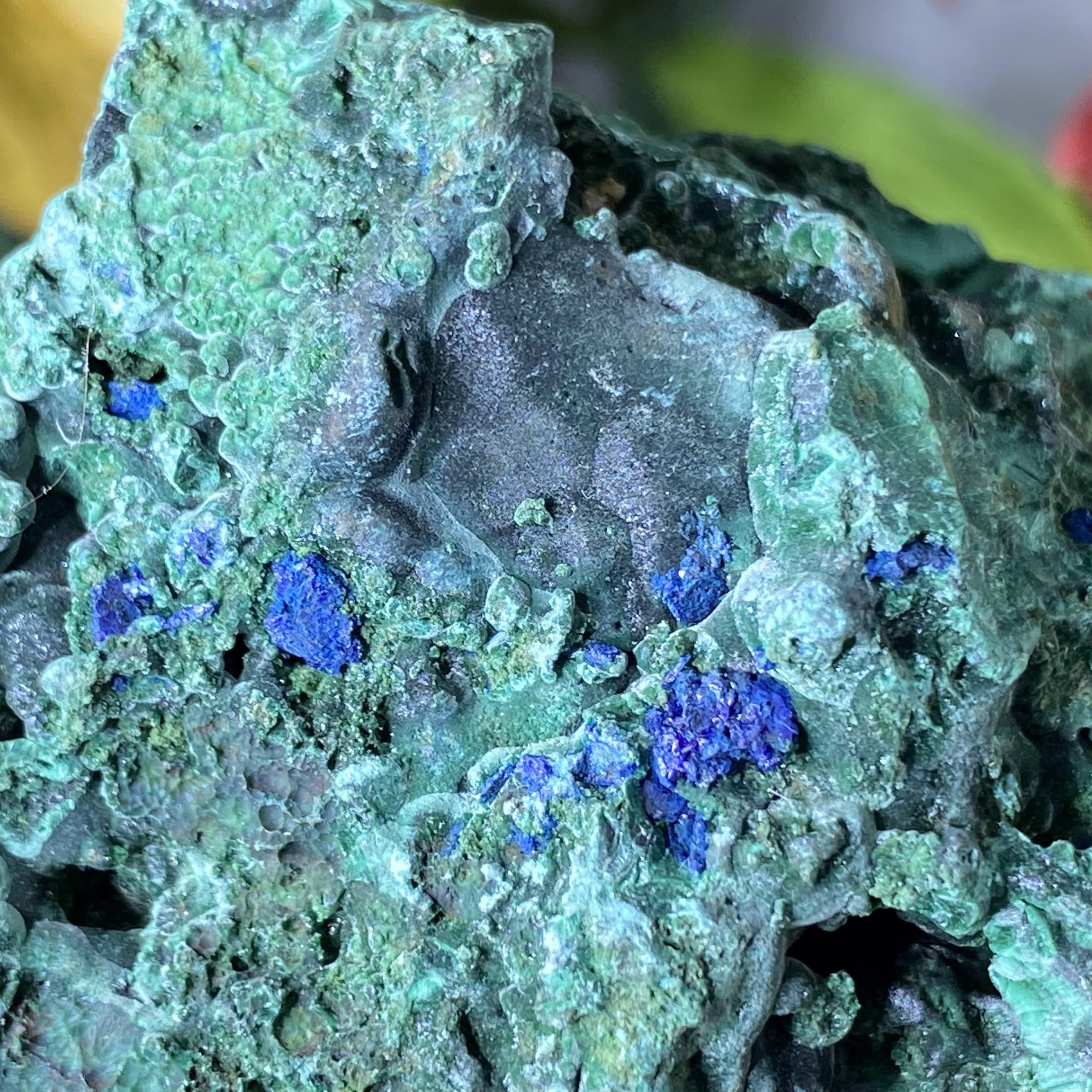 Malachite - Gorgeous Fibrous Malachite with Azurite Mineral Display Specimen (C230)!
