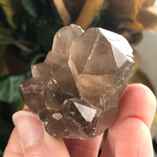 Load image into Gallery viewer, Smokey Quartz Cluster with Golden Rutile!